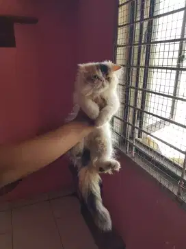 L A betina 3 bulan minat
