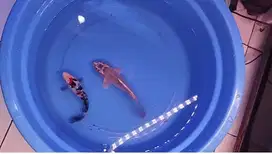 Ikan koi sanke & ogon