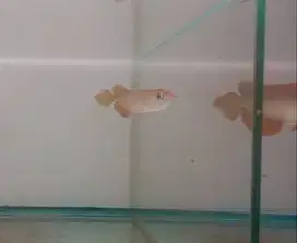 Ikan arwana super red