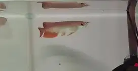 Ikan arwana golden red