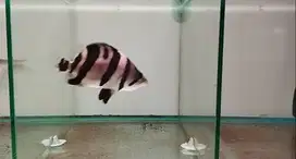 Ikan dazt 3 bar