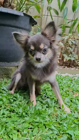 Chihuahua Long Hair