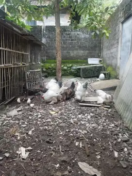 Ayam Brahma Jumbo