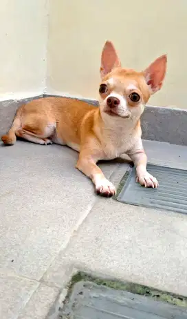 Chihuahua Shor Hair