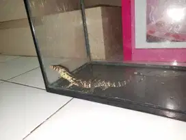 Jual peliharaan buat yg hobi