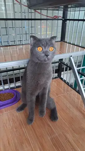 Kucing BSH Solid