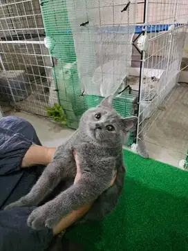 British Short Hair BSH