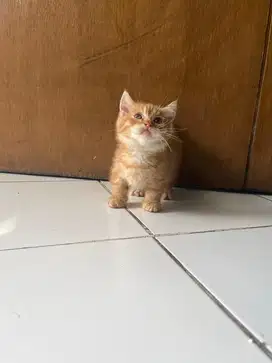 Kucing munchkin gaelic straigh betina kucing cebol