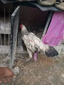 Ayam bulbi (bulu biang)