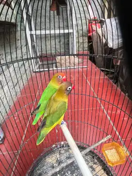 Lovebird sepasang untulan