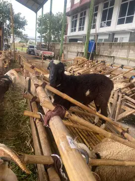 Jual Domba dan sapi murah bandung
