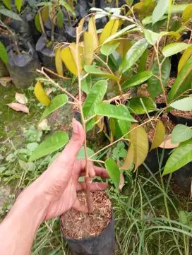 Bibit durian Bawor di medan