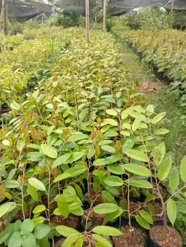 Bibit durian kani di medan