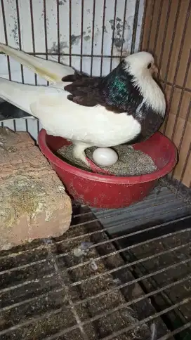 Gondok indukan bawa telur