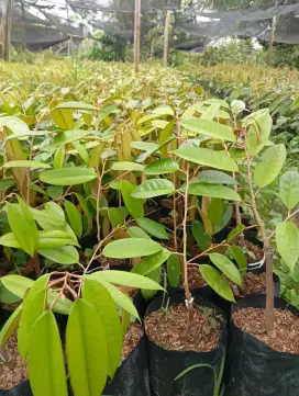 Bibit durian montong di medan