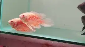 Ikan oscar slayer