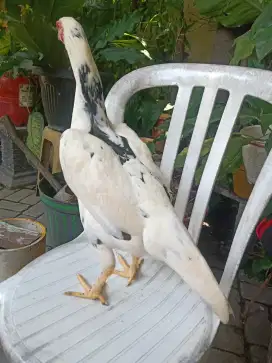 Ayam betina Bangkok warna semi tulak