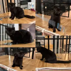 Kucing Scottish fold