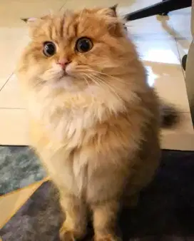 Jasa Pacak Kawin Scottish Highland Fold PED Golden ny11