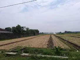 Tanah Kelurahan Sukosari Kec Jogoroto Kab Jombang