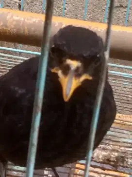 Burung ciung batu / gading burung besar  jinak bunyi seperti Anis