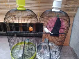 Burung Kenari  putih & orange