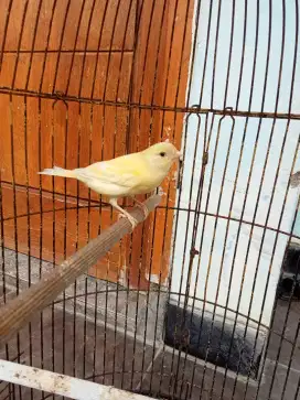 Burung kenari betina