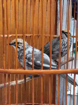 Burung cucak rowo 1pasang