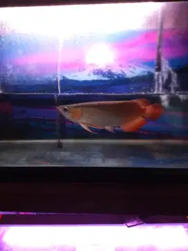 Jual ikan arwana super red 25 cm