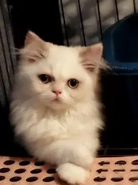 KUCING PERSIA FLATNOSE SUPER
