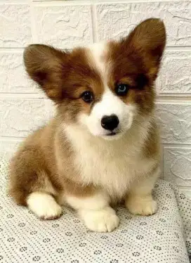 DIJUAL ANJING CORGI LONG HAIR