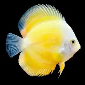 Ikan Discus Yellow Golden