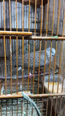 Burung Tekukur Kuk 2 Asli Lokal Alam