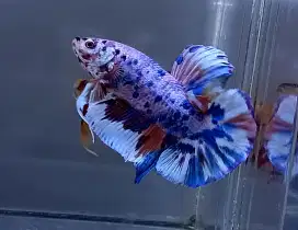ikan cupang giant multicolor candy