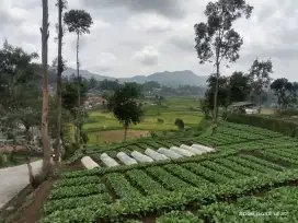 Dijual-tanah strategis akses pinggir-jalan-kabupaten lokasi-ciwidey