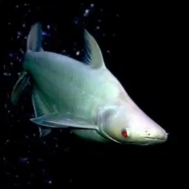 Ikan Patin Albino
