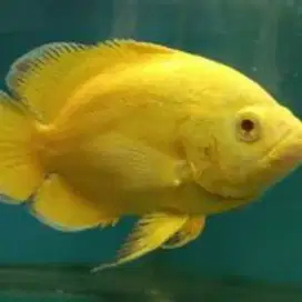 Ikan Oscar Lemon