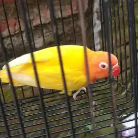 Lovebird lutino MM/pb