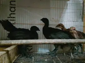 Ayam bekisar anakan umur hampir 2 bulanan