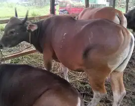 sapi bali 300kilan siap hewan kurban terbaik 2025 ok jamin manteb puas