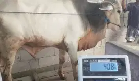sapi putih PO jawaan 430kiloan timbang hidup layak sapi kurban terbaik