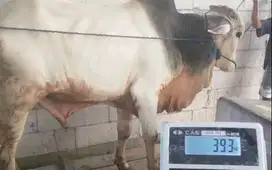 sapi putih jawaan 430kiloan timbang hidup siap sapi qurban 2025 manteb