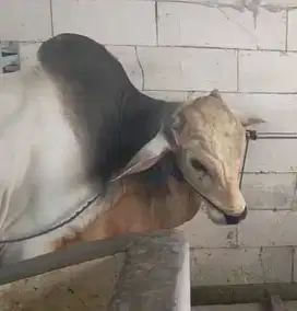 sapi jawaan putih PO 430 kiloan siap sapi qurban terbaik 2025 timbang
