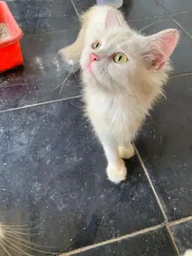 Kucing bagi yg mau adop induk betina