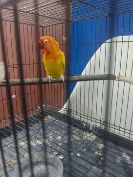 Lovebird lutino mata merah x prestasi