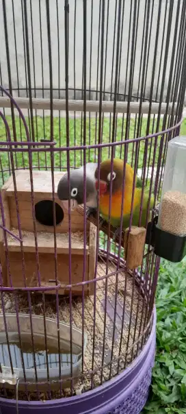 Burung love bird 1 pasang dan kandang Rp. 300.000