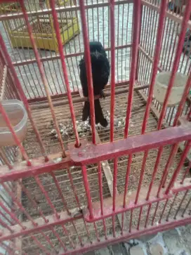 Jual burung sriguting kantil antena