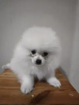 Anakan pom pure
