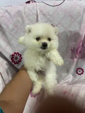Minipom Jantan Putih