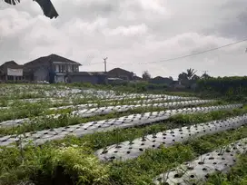 Dijual Cepat Tanah Luas Siap Bangun - SHM - Gekbrong, Cianjur